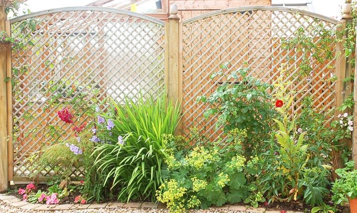 Arched diamond trellis fence panels behind a colourful flower border